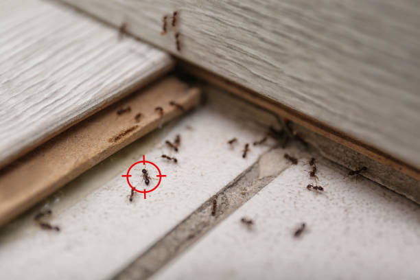 Best Pest Prevention Services  in Marshall, VA